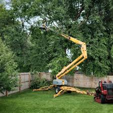 Trusted Rossville, GA Tree Care Experts