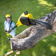 Best Tree Cabling and Bracing  in Rossville, GA