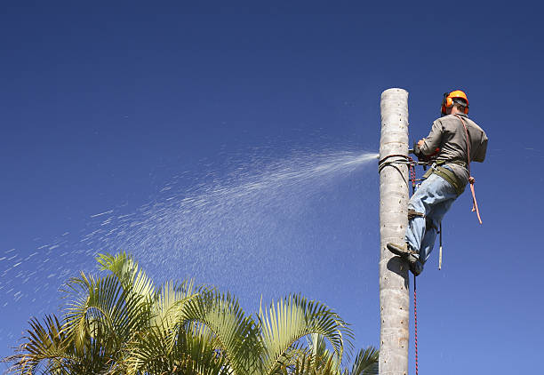 Pest Control for Lawns in Rossville, GA