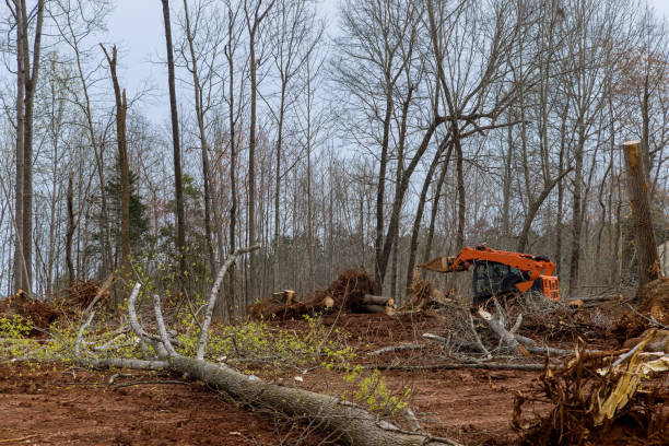 Best Tree and Shrub Care  in Rossville, GA
