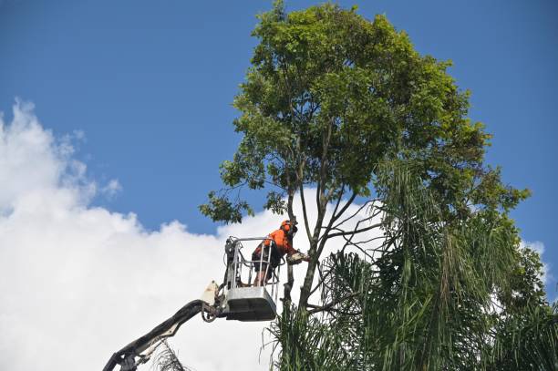 Best Fruit Tree Pruning  in Rossville, GA