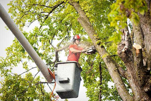 Best Tree Health Inspection  in Rossville, GA