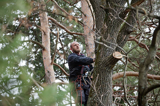 How Our Tree Care Process Works  in  Rossville, GA